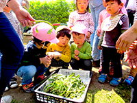 保育園 畑作業